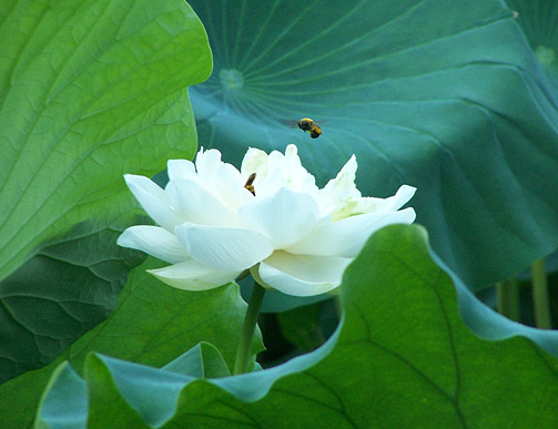 lotus 8_edited.jpg