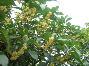 ostmanthus, flowers, tree, hangzhou, china