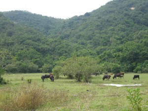 cows and meadow at Lai Chi Chong